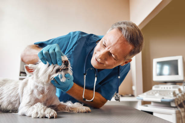 Best Pediatric Emergency Dentist in Colville, WA
